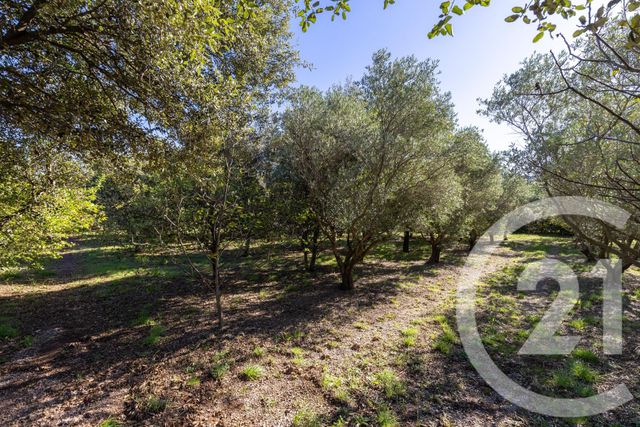 maison à vendre - 4 pièces - 145.0 m2 - OCTON - 34 - LANGUEDOC-ROUSSILLON - Century 21 Terrasses Et Vallées